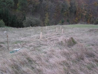 Alte Obstbaumsorten